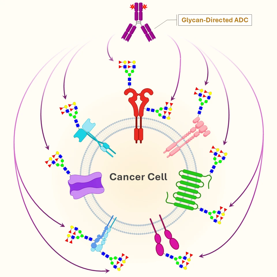 A single glycan-directed ADC binding a tumor-associated glycan (branched Lewis B/Y) displayed across many different membrane proteins and receptors on a cancer cell.